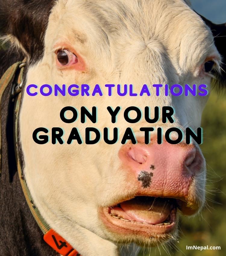 Funny Graduation Congrations Image